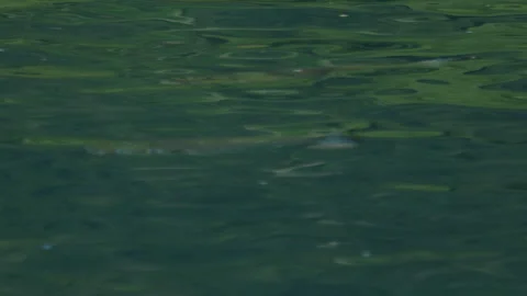 School of Mullet fish, Mugil cephalus, forage on the surface of the sea Stock Footage 341660990