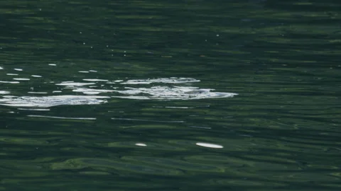 School of Mullet fish, Mugil cephalus, forage on the surface of the sea Video stock 344958749