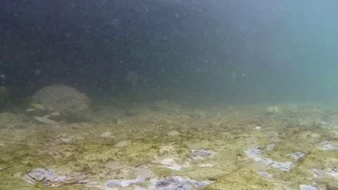 School or tiny bait fish followed by baby barracuda Video stock 79501334