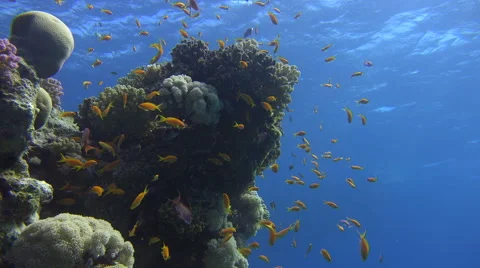 School Of Orange Fish Swarm Around Corals Illuminated By Sunlight 4K Stock Footage 68036166