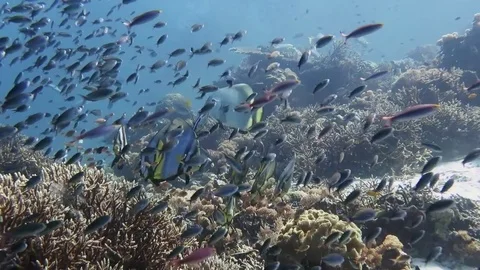 School of  orbicular batfishes ,platax orbicularis and friends, Raja Ampat Stock Footage 80454465