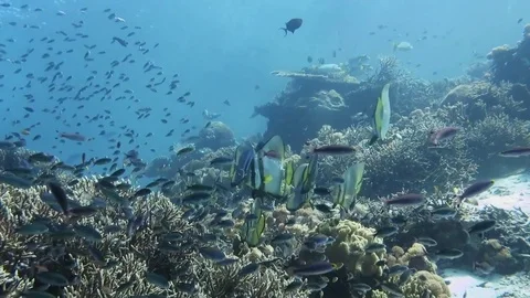 School of  orbicular batfishes ,platax orbicularis and friends, Raja Ampat Stock Footage 80454591