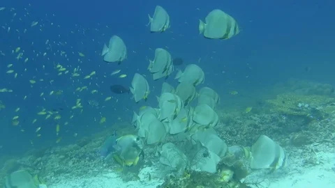 School of  orbicular batfishes ,platax orbicularis and friends, Raja Ampat Stock Footage 80664617