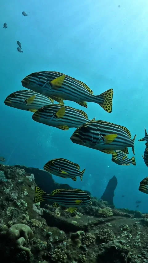 School of Oriental Sweetlips in Perfect Sync Stock Footage 337880804