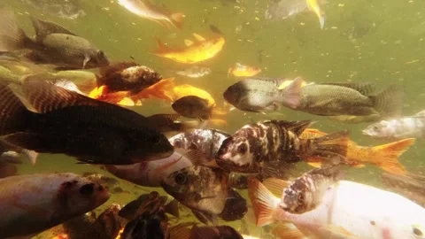 School of ornamental fish in a pond (close-up) Stock Footage 295025428