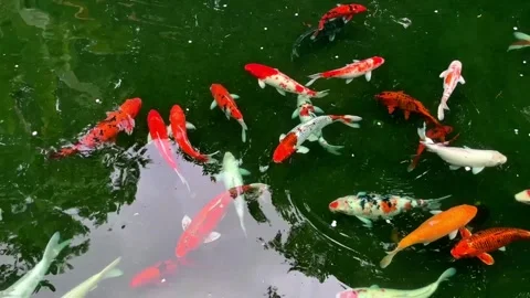 A school of ornamental koi carp in a clear pond with water reflection Stock Footage 339521272