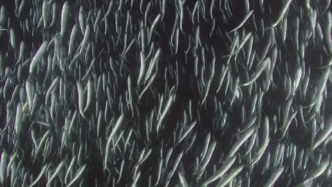 School of Pacific Herring in Canada. Vidéo 297031130