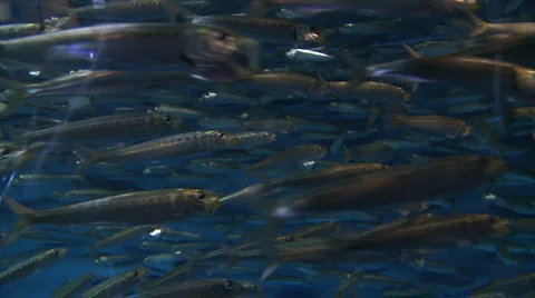 School of Pacific Sardine Stock Footage 1020161