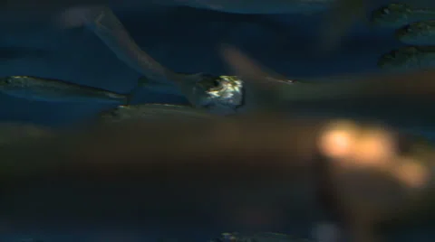 School of Pacific Sardine Stock Footage 1020167