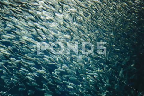 A school of pacific sardines fish, in a shoal, moving in the same direction a Stock Photos