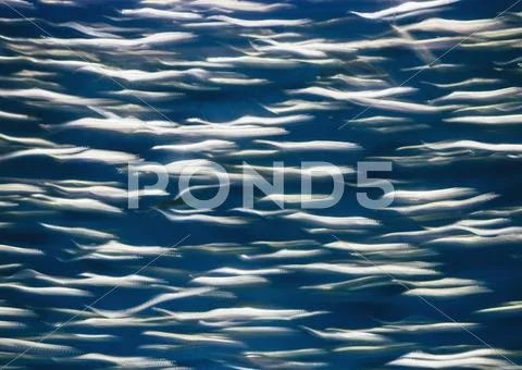 A school of pacific sardines fish, in a shoal Stock Photos