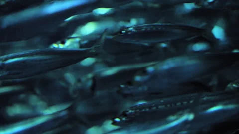 School of Pacific Sardines. Loopable, background. Closeup, Static 스톡 동영상 250583589