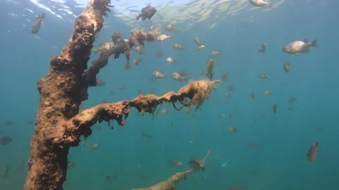 A school of panfish around a standing tree in clear water near the surface Stock Footage 230923073