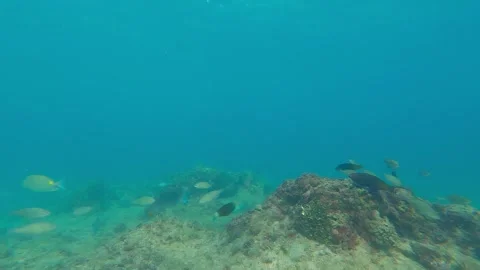 SCHOOL OF PAROT FISH Stock Footage 258781231