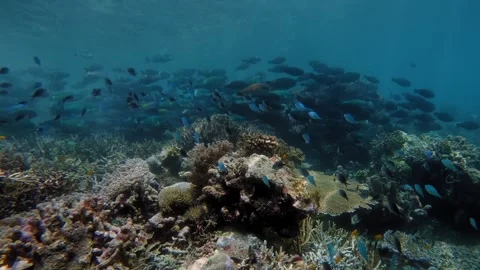 School of parrot fish 스톡 동영상 332038468