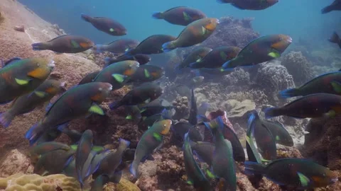 School of Parrot Fish grazing over the coral reef underwater in Koh Tao, Video stock 136062514