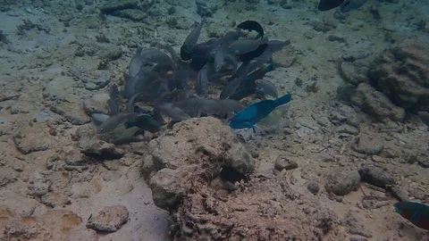 School of parrot fish nibble on algae found on hard corals Stock Footage 119868953