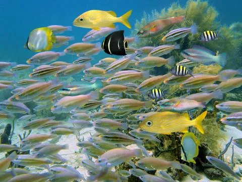 School of parrotfish Stock Photos