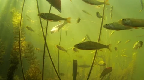 School of perch fish with water plants Video stock 52995146