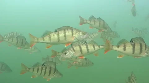 School of perch Stock Footage 53306402