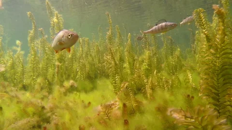 School of perch swimming over dense aquatic vegetation Stock Footage 44087142