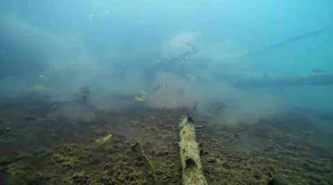 School of perch in a wilderness lake Stock Footage 34035269
