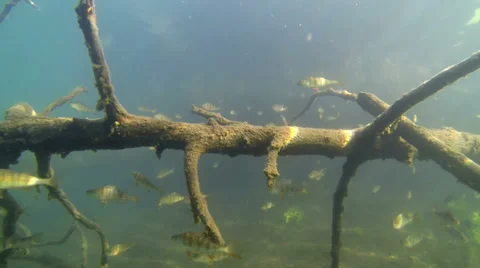 School of perch in a wilderness lake Video stock 34577819