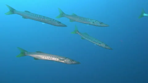School of pickhandle barracuda over Raja Ampat reef Stock Footage 131077369