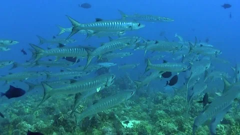 School of Pickhandle barracuda (Pickhandle barracuda) in Red sea Video stock 78725051