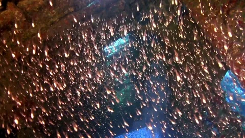 School of Pigmy sweeper Video stock 78207223