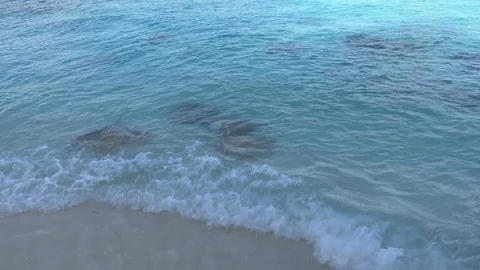 School of pink whiprays at surf waves on the beach. Maldives Stock Footage 119525728