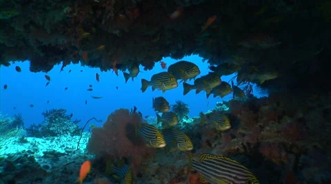 School of Plectorhinchus cinctus Video stock 56790393