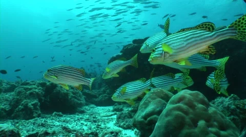 School of Plectorhinchus cinctus Stock Footage 56793629