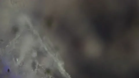 School project in biology. Structure of a white mold fungus under a microscope w Stock Footage 232993081