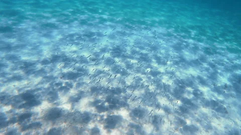 School of purse bream Stock Footage 249351530