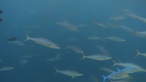 School of rainbow runner fish swimming in the sea Stock Footage 232338507