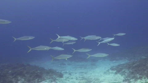 A school of Rainbow Runner Stock Footage 201068