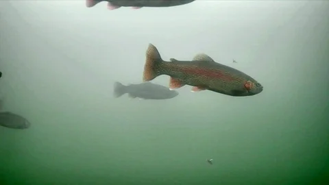 School of Rainbow Trout Swim Left to Right Past the baits Stock Footage 123858566