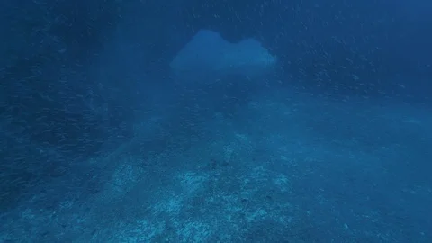 School of rainbow wrasse in front of a rock arch, Mediterranean Sea, Italy Stock Footage 115537789
