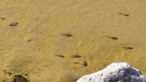 School of rare Pup Fish in Death Valley along salt creek. Stock Footage 231237186