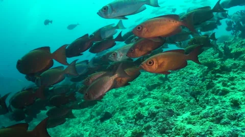 School of ray-finned bigeyes fish creates vibrant ambiance in underwater reef. Stock Footage 246729009