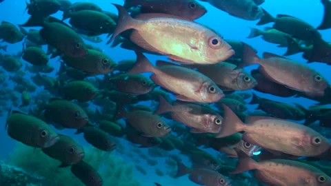 School of ray-finned bigeyes fish glide along currents ocean in Maldives. Video stock 246729014