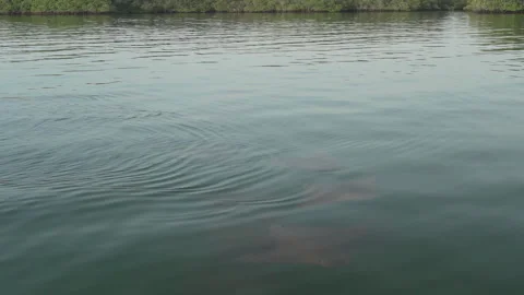 School of rays gliding through a mangrove forest Stock Footage 251823189