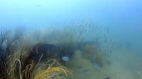 School of Razorfish Vidéo 39981957