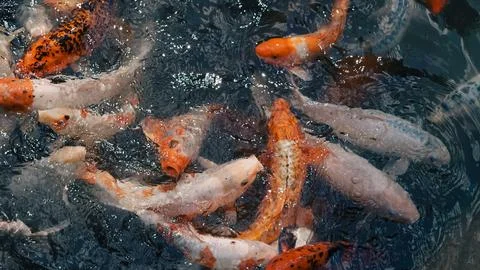 School of red and white river fish waiting in calm water for food supply. Stock Photos