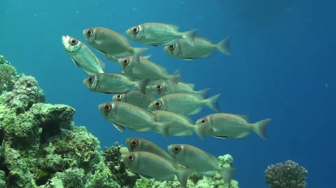 A school of Red Big Eyes Stock Footage 33531720