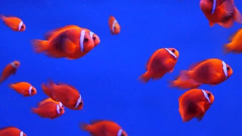 A school of red fish Stock Footage 229853241