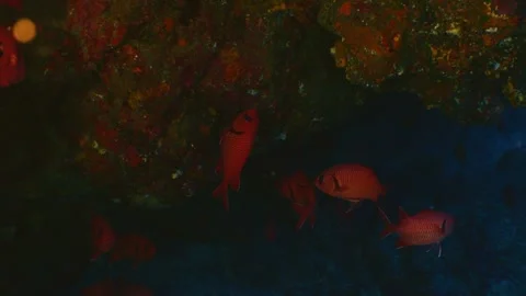 School of red fish hiding in a dark rocky cave in Hachijojima Stock Footage 342740695
