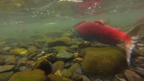 School of Red Salmon Vídeo Stock 84662646