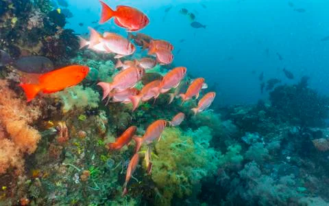 School of red snapper close to Komodo Island, Nusa Tenggara Timur, Indonesia Stock Photos